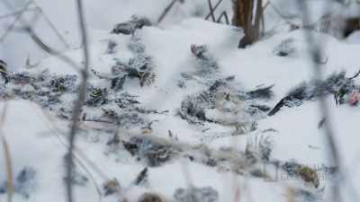 JOEL: Yeah. I'll
go walk around the woods and - Life Below Zero: First Alaskans