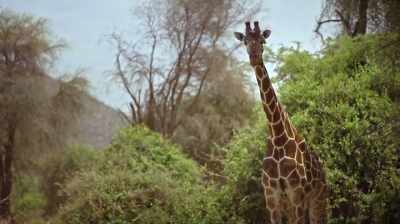 John: Anne, if you look with
your camera now, - The Woman Who Loves Giraffes