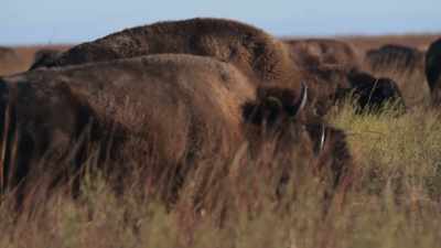John Cook, who had left Kansas
to join the hunt, - The American Buffalo