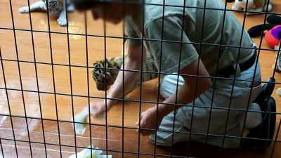 JOHN: I think that cub petting
is an appalling way to get - Trafficked with Mariana van Zeller