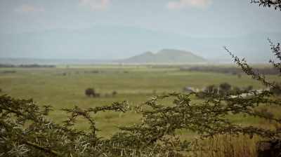 John: In 1998, there were
an estimated 28,000 - The Woman Who Loves Giraffes
