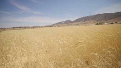 [Jon] Wheat and rye
are both in the wheat tribe. - What Am I Eating? With Zooey Deschanel