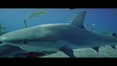 [Jonathan] We know that the
general population of sharks - Envoy: Shark Cull