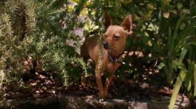 [Jose] Oh, no.
[speaks Spanish] - Pups Alone