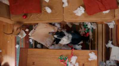 [Jose] Vinnie P
couldn'’t make it, - Pups Alone
