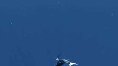 -[josh]  fifty pounder.
 -That's a nice fish. - Deadliest Catch: Bloodline