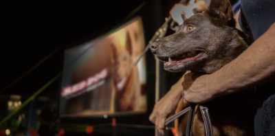 JOSH: I'm sad not to be there
right now with the crew - Koko: A Red Dog Story