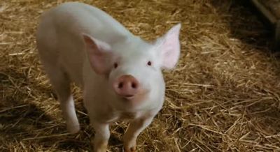 Joy Aranea Nellie - Charlotte's Web