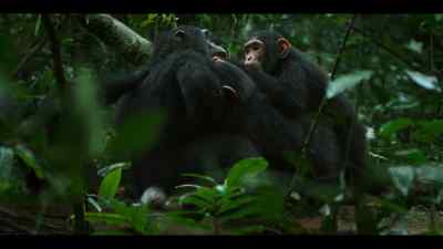 Joya is spending
more and more time with the infants. - Chimp Empire