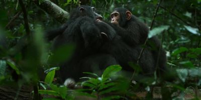 Joya is spending more and more time with the infants. - Chimp Empire