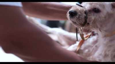 Juanita La Piranita. - Dogs