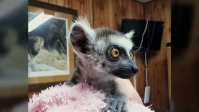 Julian first came to the zoo
when he was four weeks old. - Secrets of the Zoo