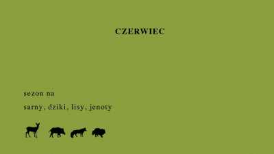 JUNE - hunting season for roe deer, - Spoor