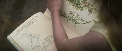 [June] Rosemary - remembrance. - The Lost Flowers of Alice Hart