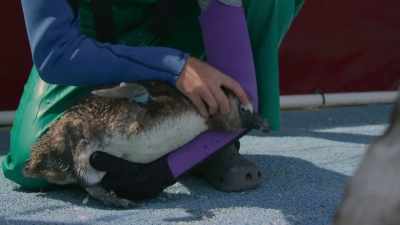 Junior is awake, - Penguin Town