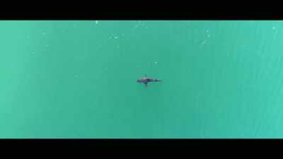 Just after a few
months of starting, - Envoy: Shark Cull