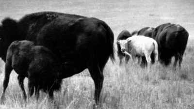Just a huge blessing. - The American Buffalo