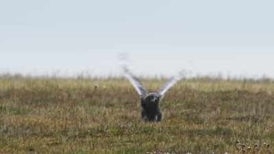 Just a month is left
before winter returns. - Frozen Planet II