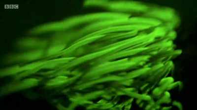 Just below the surface, snakelock
anemones have got their glow on. - Wales: Land of the Wild