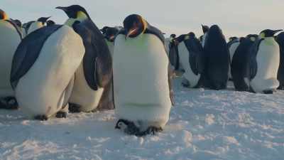 Just as Dad's food store runs out, - Wild Babies