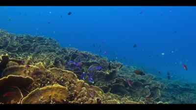 Just enough to sustain
tropical coral reefs - Our Oceans