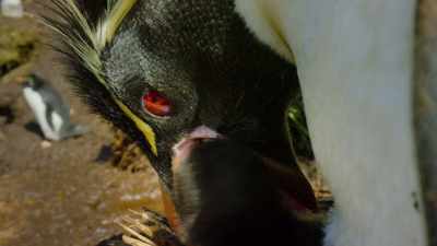 Just to feed their little one, - Our Great National Parks