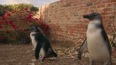 Just... follow your ears. - Penguin Town