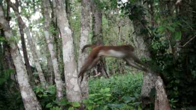 Just fun as they frolic around - United States of Animals
