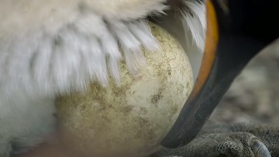 'Just getting it to hatch
will take incredible devotion. - A Year on Planet Earth