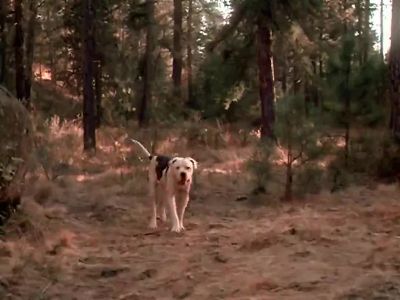 Just give me a second chance - Homeward Bound: The Incredible Journey