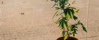Just grab the plant
and bring it back to us. - Age of Summer
