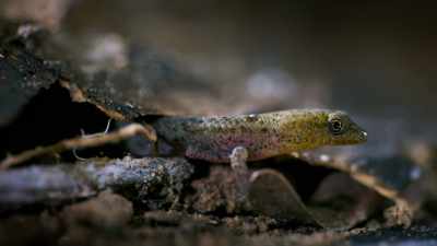 Just half the length of a matchstick, - Tiny World
