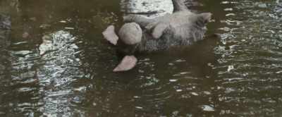 Just have to go with the...
Ow. Flow. - Christopher Robin