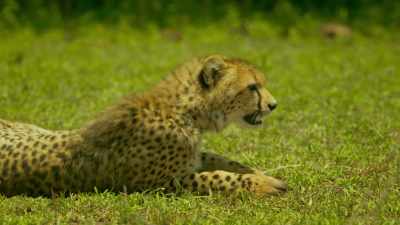 Just as her mother did, - Serengeti