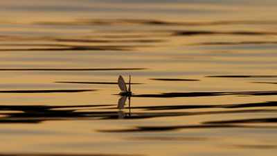 Just hours
after the first mayflies appeared, - Seven Worlds, One Planet