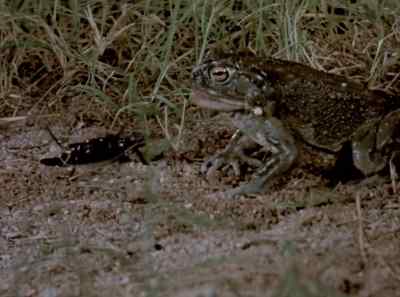 Just how long can
this charmed existence last? - The Living Desert