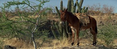 Just how'd you figure on existing - Two Mules for Sister Sara