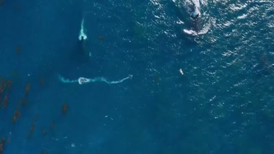 'Just in time, - A Year on Planet Earth