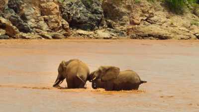 Just in time, - Wild Babies