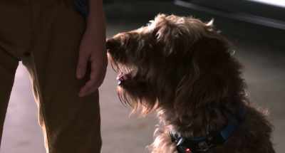 Just let me know when.
We don't wanna tip them off, - Think Like a Dog