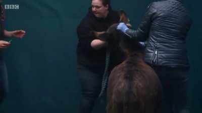 Just let him stand
there for a wee second. - Mountain Vets