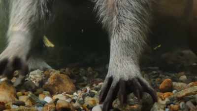 Just like a cat's whiskers, - The Secret Lives of Animals