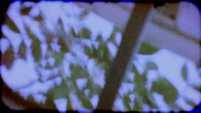 Just look at the leaves. - Abducted in Plain Sight