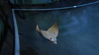 Just looking at his swimming,
it's very nice, very relaxed. - Magic of Disney's Animal Kingdom