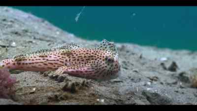 Just offshore lives the handfish. - Our Oceans