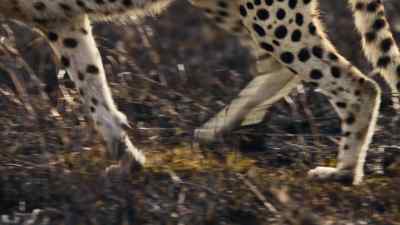 Just scorched earth remains. - Predators