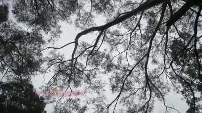Just the forests - Miriam Margolyes: Australia Unmasked