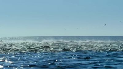 Just as the killer whales close in, - Our Planet