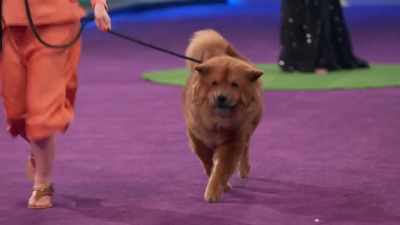 Just the pure size and scope - 2022 American Rescue Dog Show