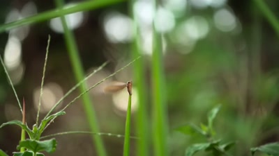 'Just after the rains,
termites take to the air. - A Year on Planet Earth